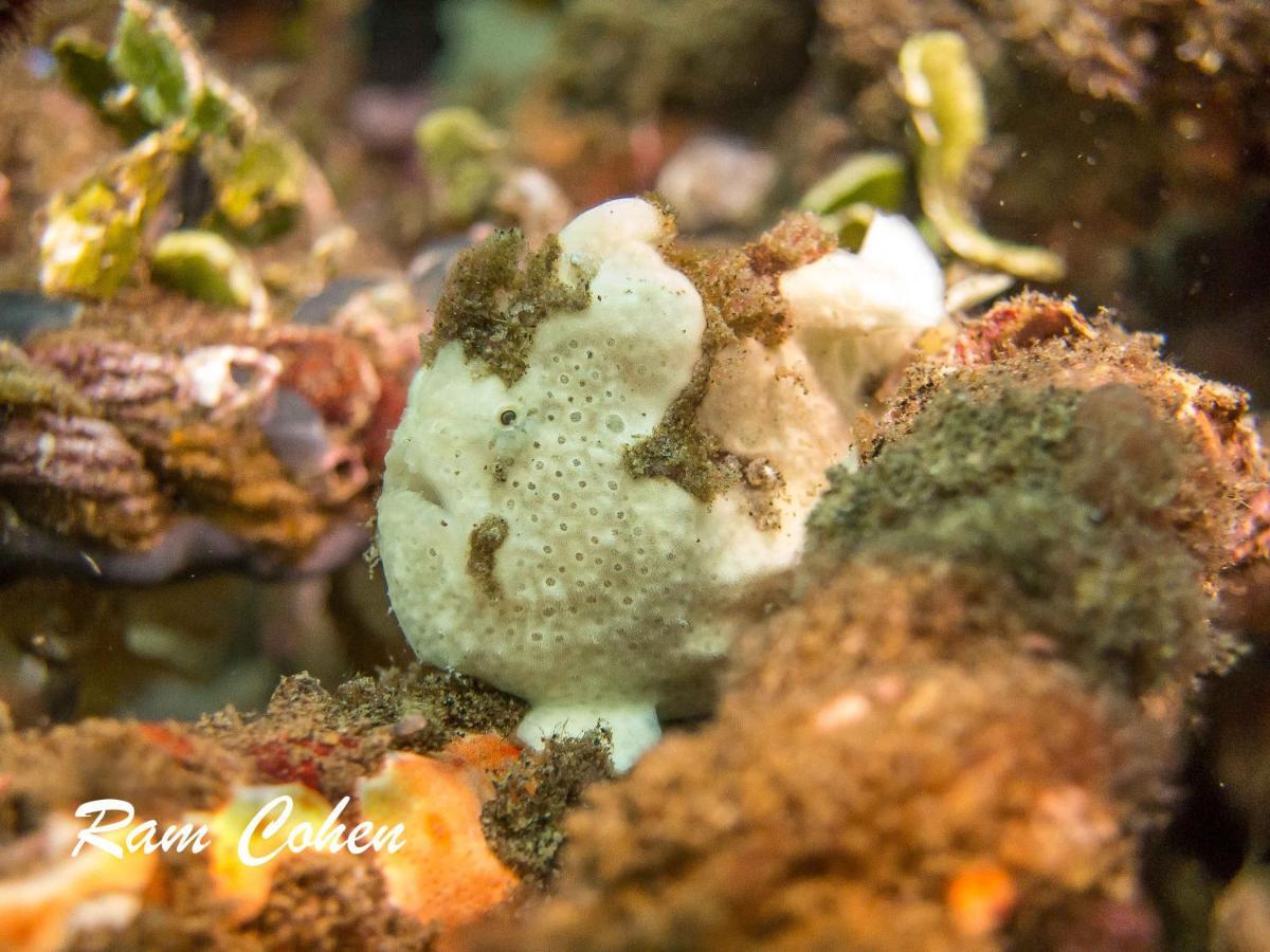 ลาวันยา บีช แอนด์ ไดฟ์ รีสอร์ต Hotel Zamboanguita  ภายนอก รูปภาพ